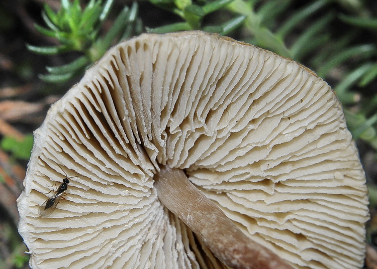 Lepiota sp.